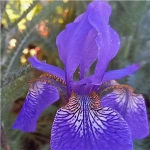 Iris Sibirica 'Blue King'